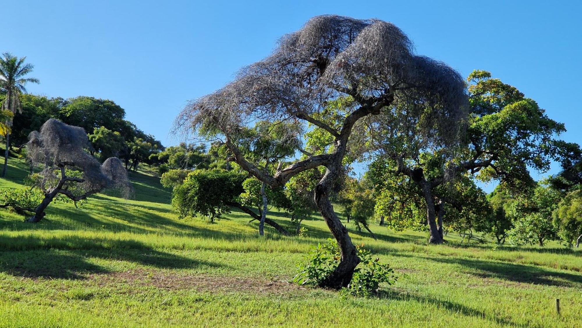 Pousada Casa Da Edinha Velha Boipeba Bagian luar foto